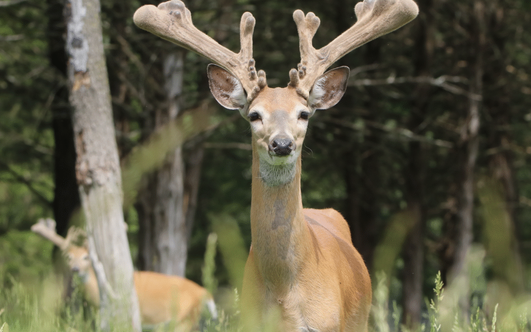 Oak Creek Trail Cam 2026