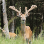 Mature whitetail buck standing at attention looking toward photographer