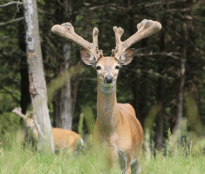 Mature whitetail buck standing at attention looking toward photographer