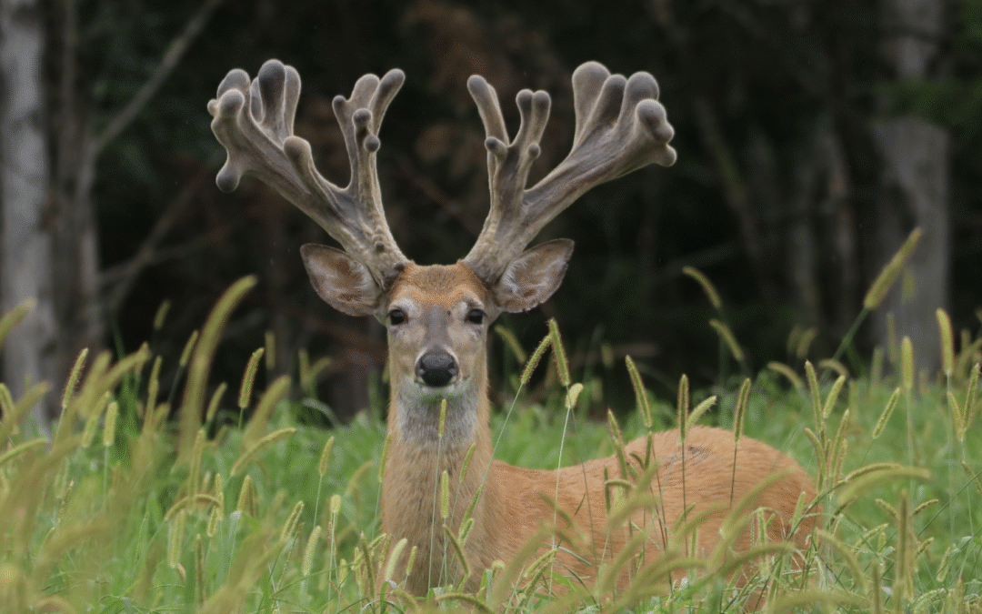Oak Creek Trail Cam 2026