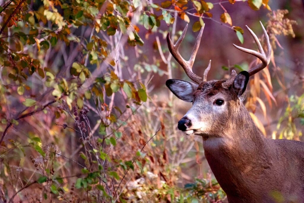 Deer in the forest in fall