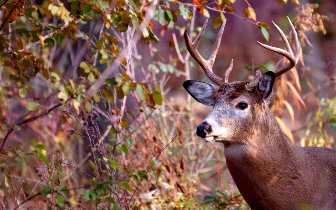 Deer in the forest in fall